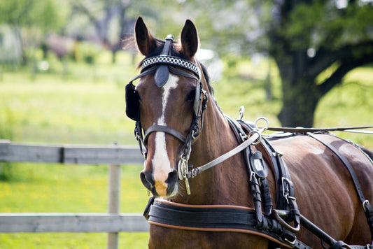 Horse Harness